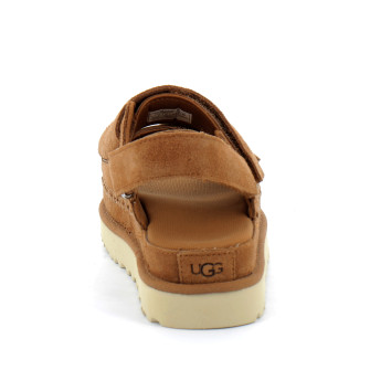 Goldenstar chestnut 1141493-che